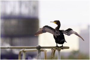 7 Unique Ways Birds Communicate with Each Other