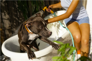 Saving Pets From The Heat: Essential Tips For Pet Owners