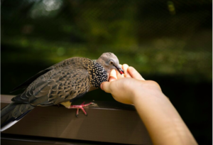 7 Unique Ways Birds Communicate with Each Other